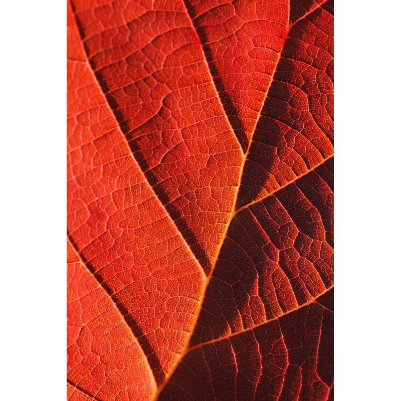 Red Autumn Leaf - Wrapped Canvas Print, 91cm H x 61cm W x 3.8cm D