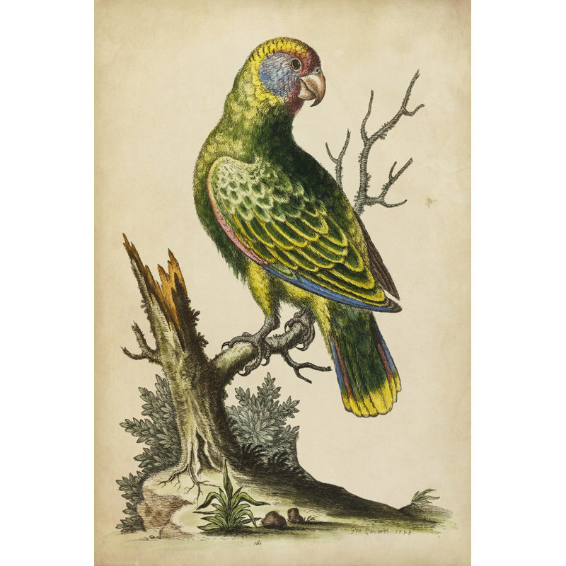 Paradise Parrots V - Wrapped Canvas Print, 46cm H x 30cm W x 3.8cm D