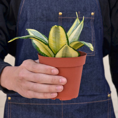 House Plant Shop Live Foliage Plant Low Maintenance Plant Rattan