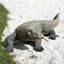 Statue dragon komodo à grande échelle sauvage
