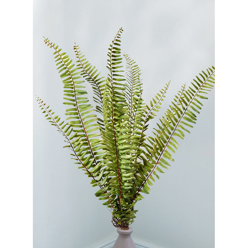Fern Arrangement