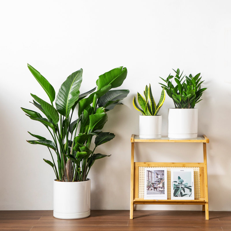 FLHPOT Ceramic Pot Planter, White