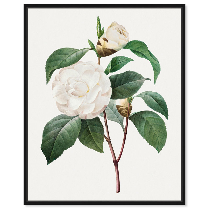 Toile de camélia blanc par Art Remedy, Noir, H 21 po x l 17 po, Cadre flottant