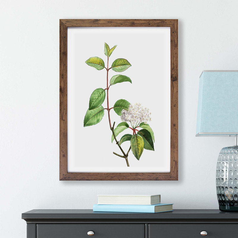 Blackhaw Tree Flowers - Framed Print, 33cm H x 45cm W x 2cm D, Walnut