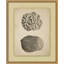 Sepia Sealife 5 Print