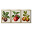 Antique Fruit IX - Ensemble de 3 impressions sur toile encadrées-700919559-700919556