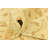 Olson Cream Rug