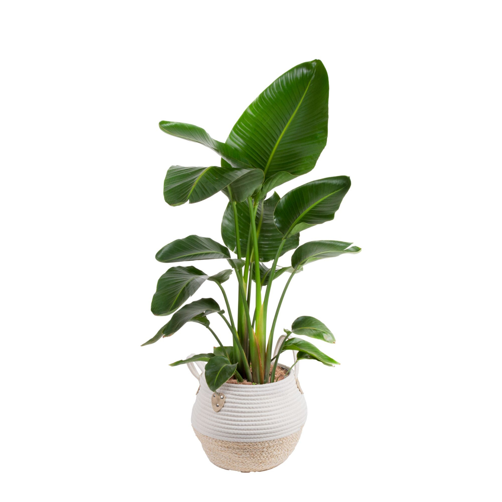 Costa Farms Indoor White Bird of Paradise House Plant in 10-inch Weave Basket