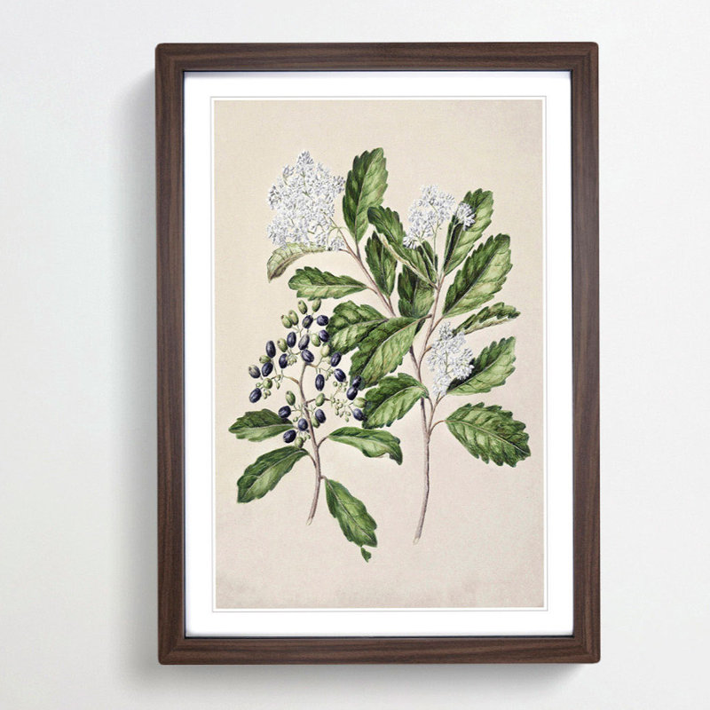 Kaikomako Flowers by Sarah Featon - Framed Print, 36cm H x 27cm W x 2cm D, Walnut Framed