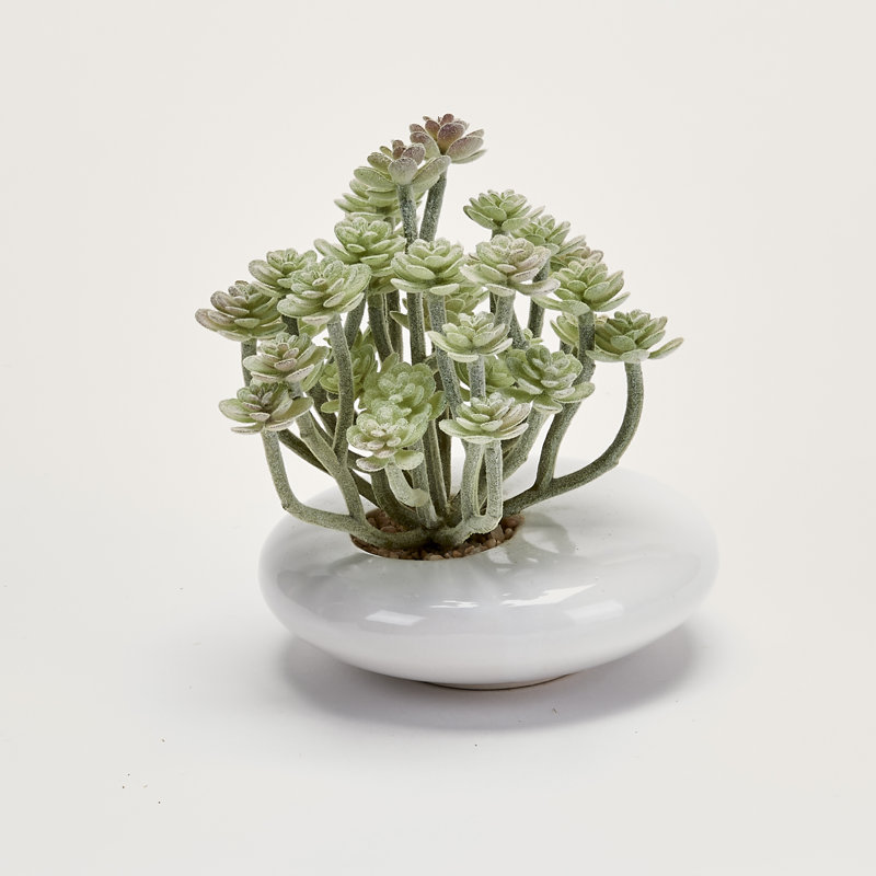 Plante grasse feuillage 5 po Aeium en pot