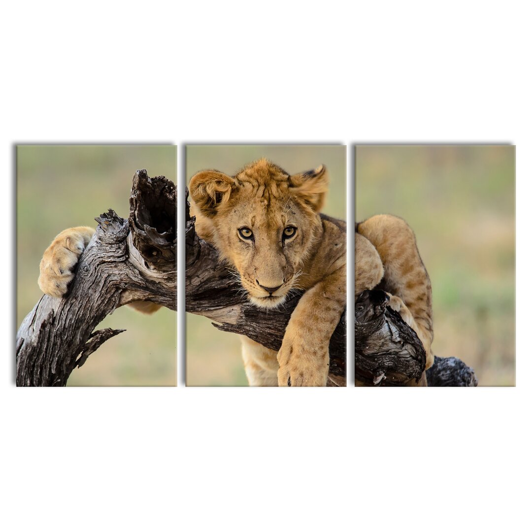 3-tlg. Leinwandbilder-Set Lion Cub in Nature