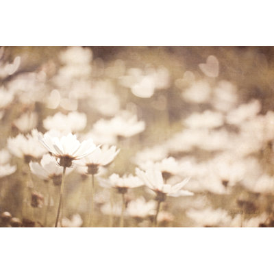 Marguerites I neutre