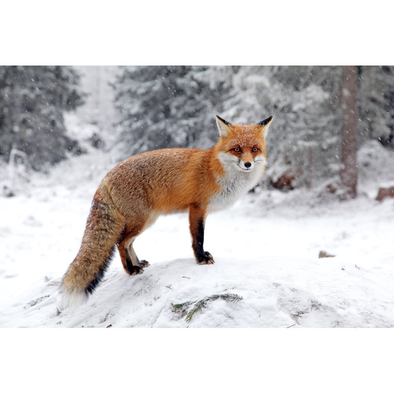 Fox In Forest At High Tatras, Slovakia by Jarino47 - Wrapped Canvas Print, 30cm H x 46cm W x 3.8cm D