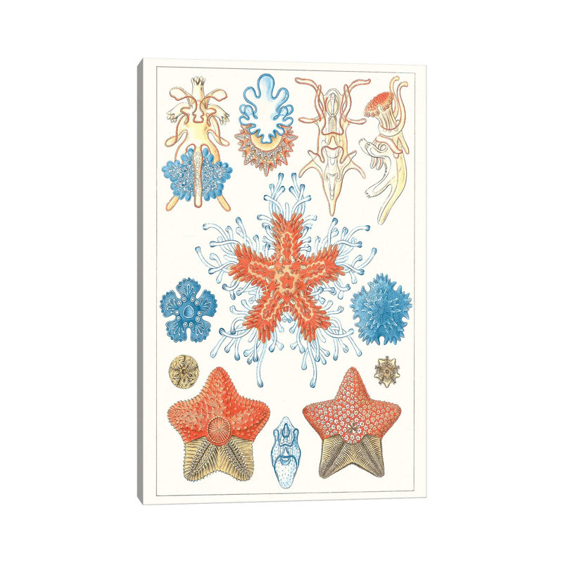 Sealife Species I by Vision Studio - Wrapped Canvas Print, 30.48 cm H x 45.72 cm W