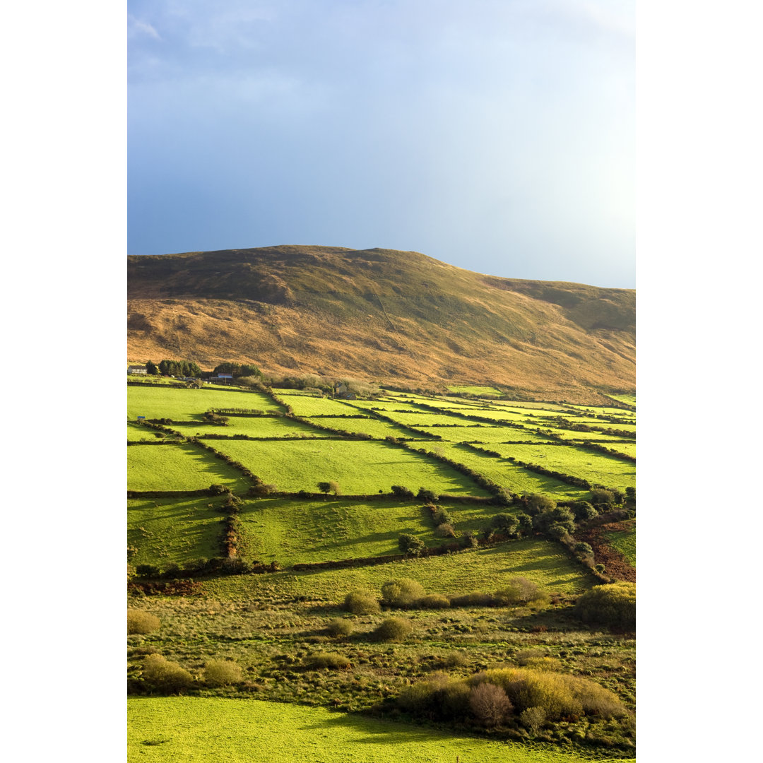 Dingle Halbinsel in Irland von AIMSTOCK - Drucken