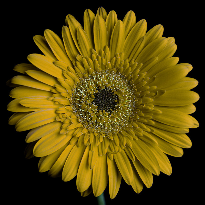 Kerriana Super Duper Daisy - reproduction de photo sur toile tendue, H 36 po x l 36 po x 1,5 po