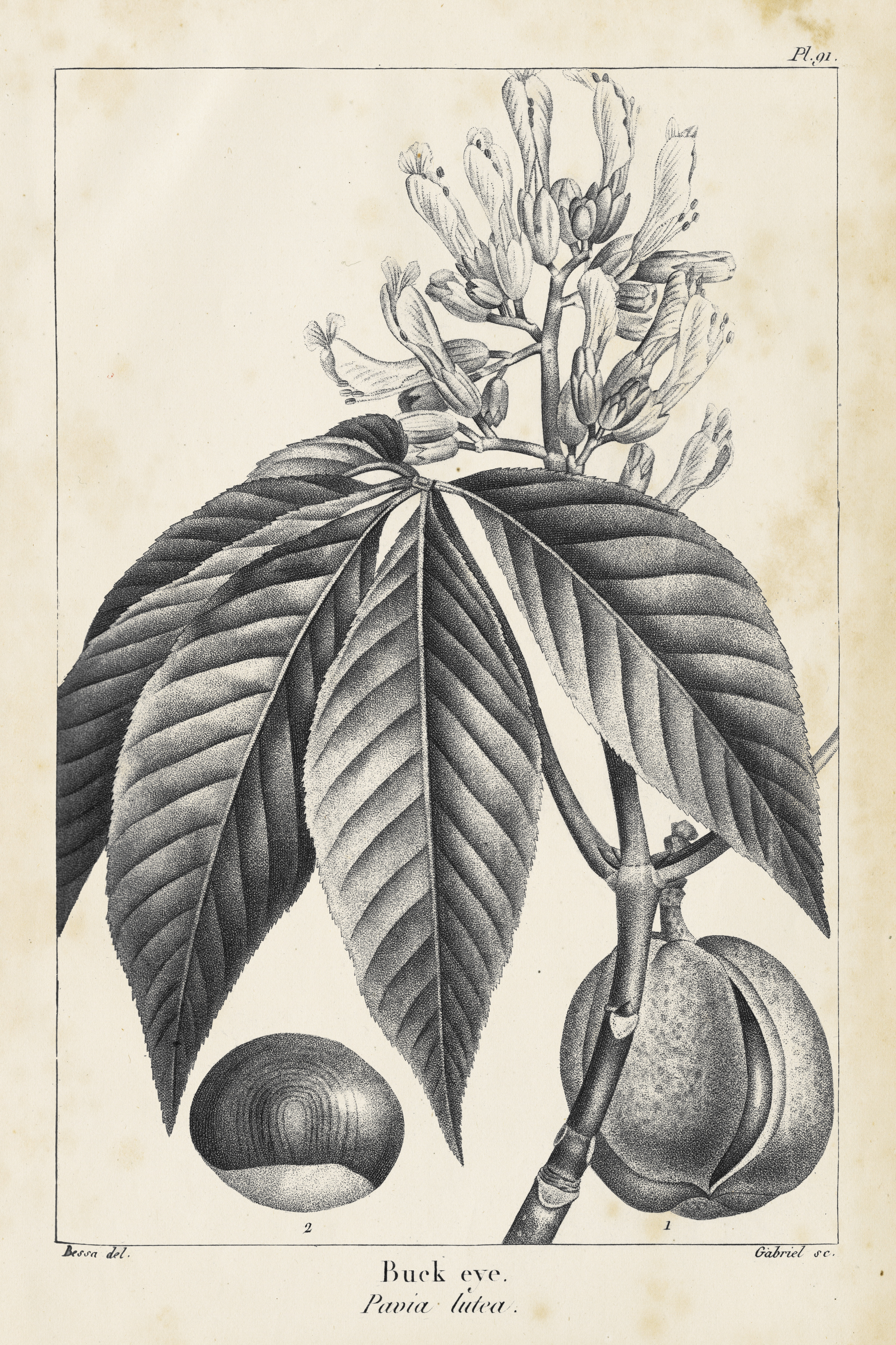Rosalind Wheeler Vintage Buckeye Tree by Thomas Nuttall - Drawing ...