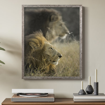 «Lions in Morning Sun», reproduction encadrée - bois massif