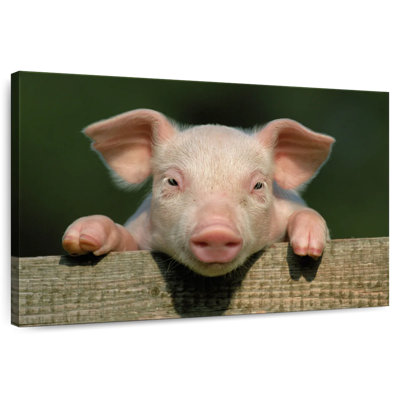 Brampt Piglet On Fence