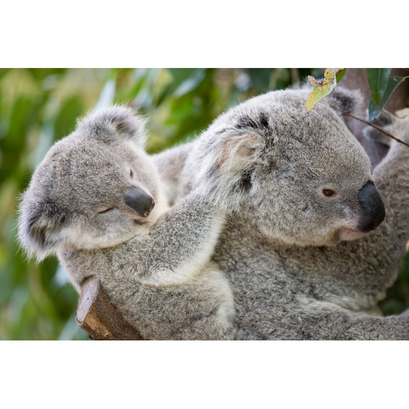Baby And Mother Koala by Turnervisual - No Frame Art Prints on Canvas, 30cm H x 46cm W
