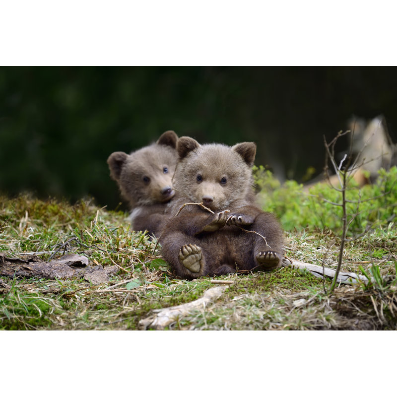 Brown Bear Cub by Byrdyak - Wrapped Canvas Print, 20.32cm H x 30.48cm W