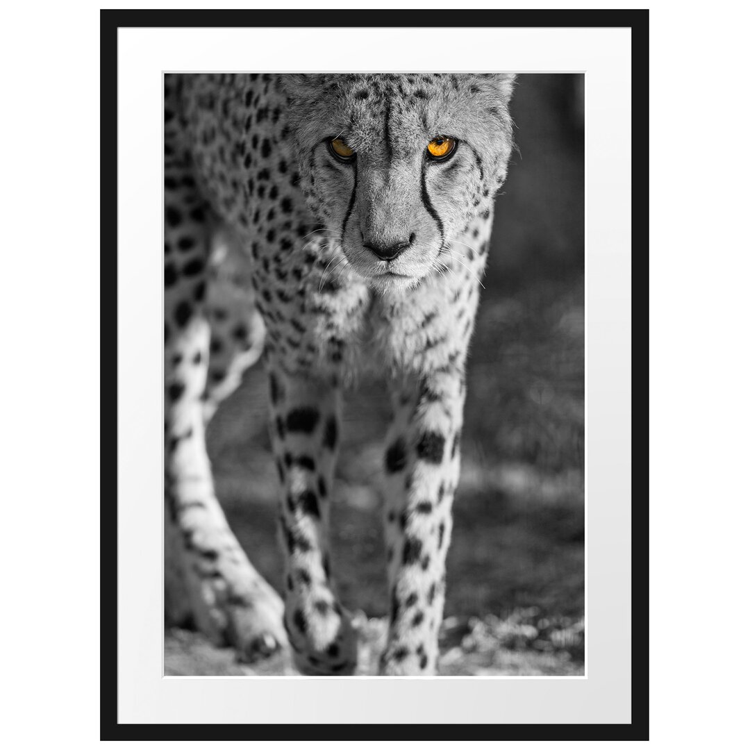 Gerahmtes Poster Anpirschender listiger Gepard