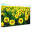 Yellow Sunflower Meadow - Wrapped Canvas-55320141
