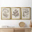 Antique sépia botanicals iv - ensemble de 3 peintures sur toile encadrées-1332138350-1332138344