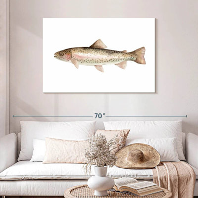 Rainbow Trout