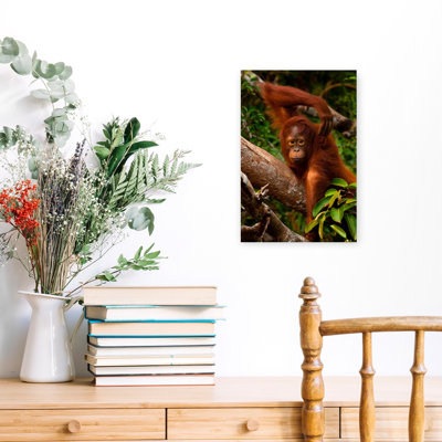 Juvenile Orangutan, Tanjung Puting, Kalimantan, Borneo, Indonesia Peaceful Abstract Contemporary Palm Animal Forest Wall Art