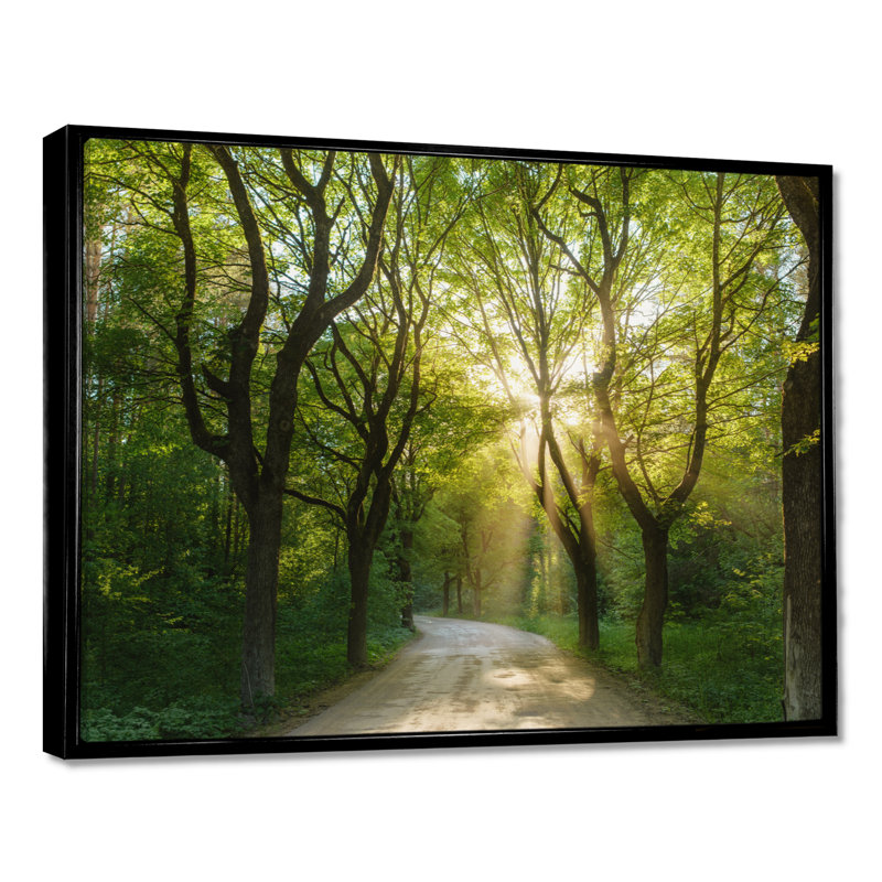 Soirée dans la forêt verte - photographie, Cadre flottant noir, H 24 po x l 32 po