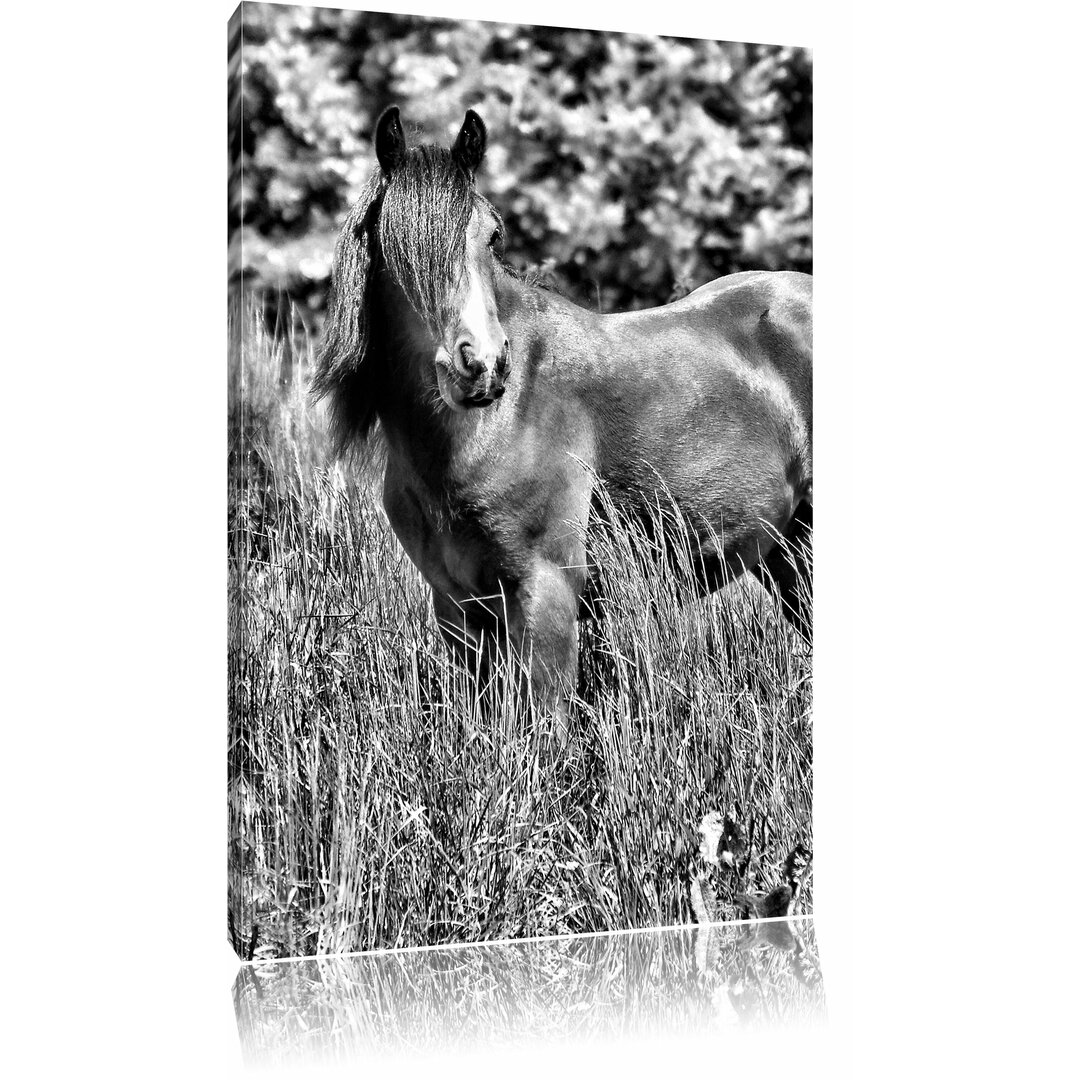 Fotodruck Braunes Pferd auf einer Wiese