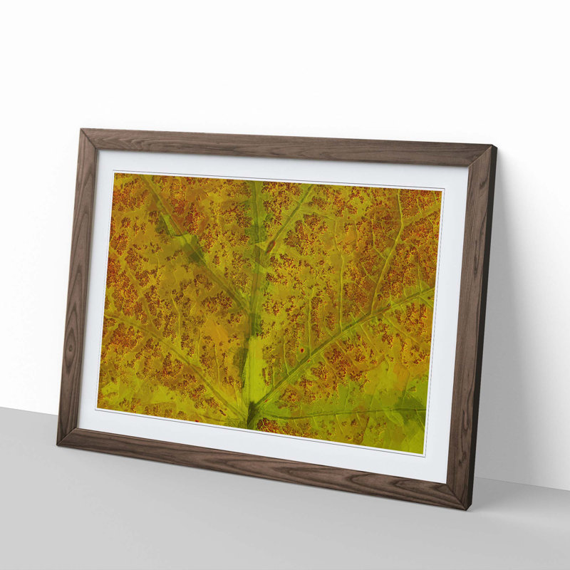 Veins of the Leaf in Abstract - Picture Frame Graphic Art Print, Walnut, 40cm H x 60cm W x 2cm D