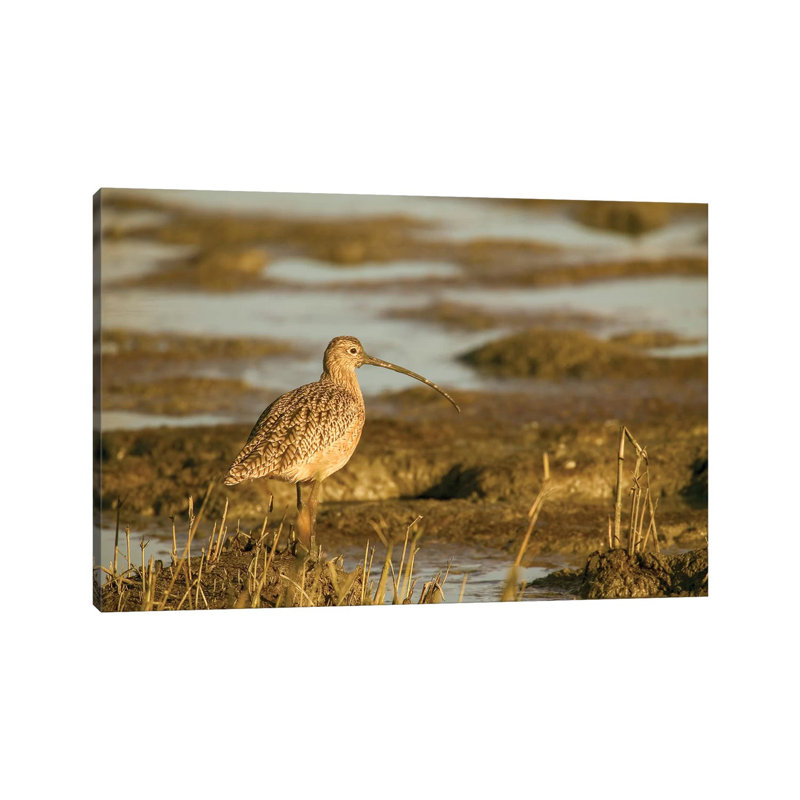 Long-Billed Curlew Walking in  A Tidal Mudflat, Palo Alto Baylands Nature Preserve, California, USA 1 Piece Wrapped Canvas Wall Art