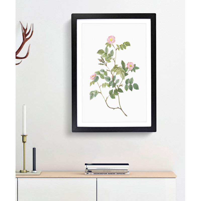 Wild Pink Roses by Pierre-Joseph Redoute - Framed Print, 65cm H x 48cm W x 2cm D, Black Framed