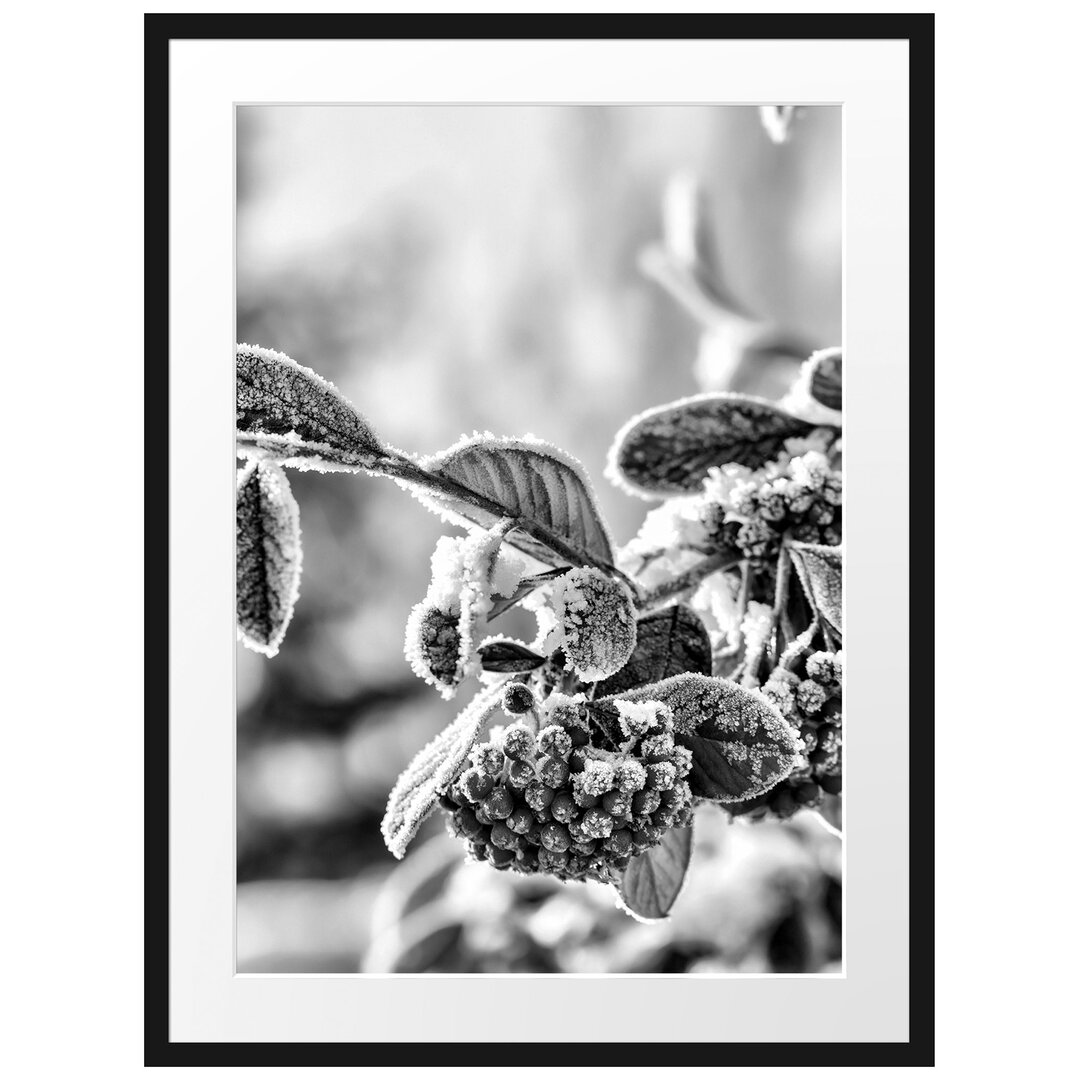 Gerahmtes Poster Vogelbeeren im Winter