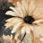 Delicate Daisy Black Floral Botanical Shower Curtain | Home Decor-1830924769