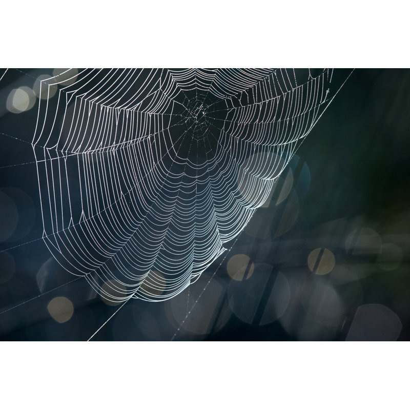 " Spider's Web In Forest ", 12" W x 8" H