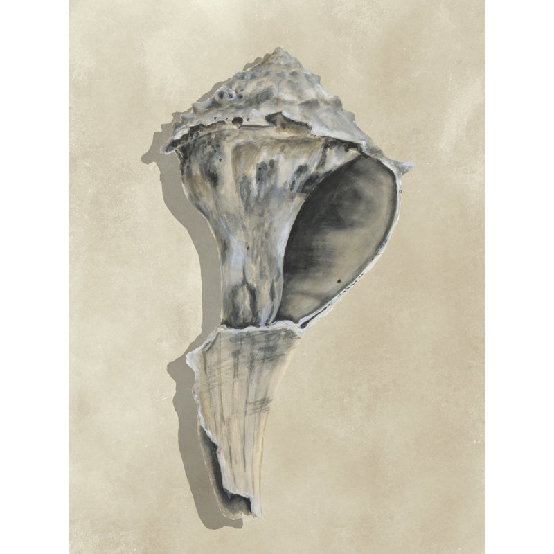 Teaghen Broken Shells II by Michael Willett - Wrapped Canvas Print, 46 cm H x 30 cm W