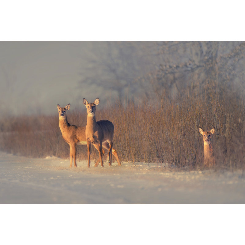 Wrapped Canvas Print, 50.8cm H x 76.2cm W