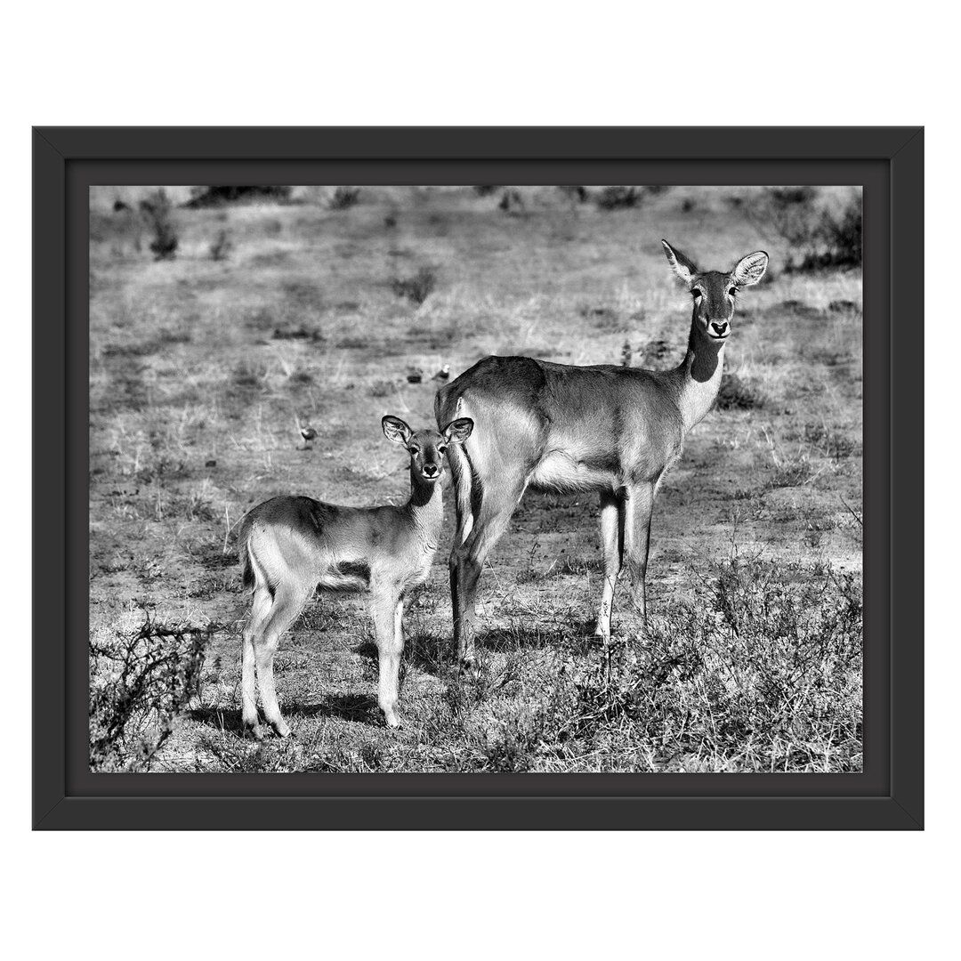 Gerahmtes Wandbild Indische Gazelle mit Jungtier