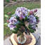 Arrangement floral hydrangées dans un vase