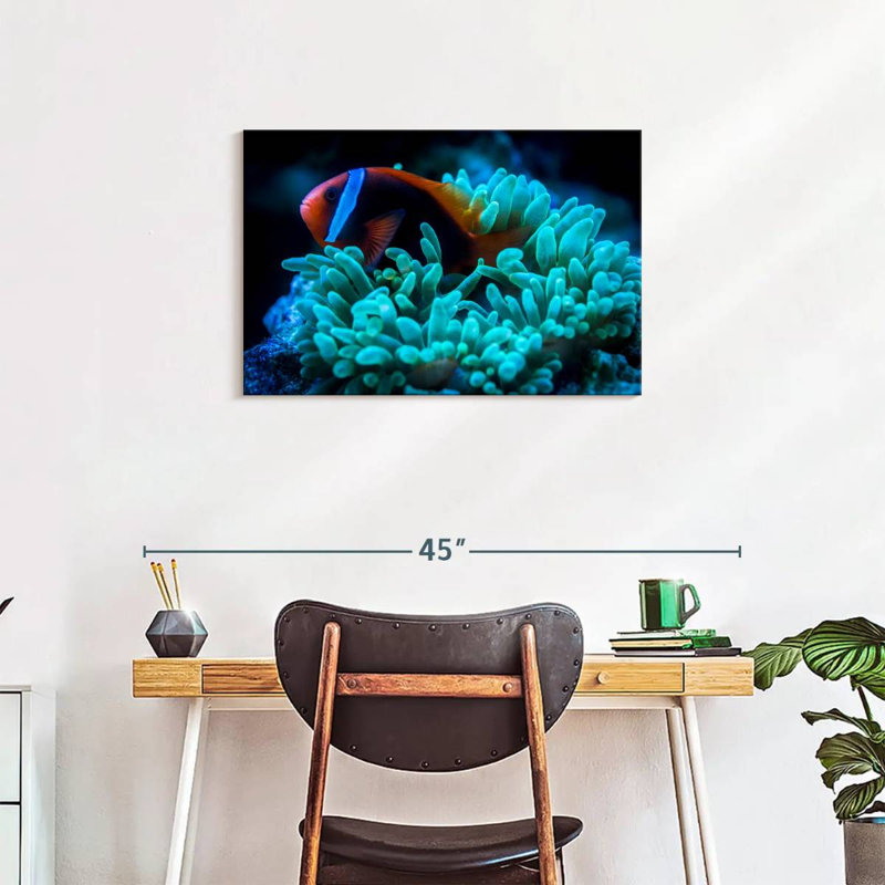 Brampt Tomato Clownfish, 20" H x 30" W
