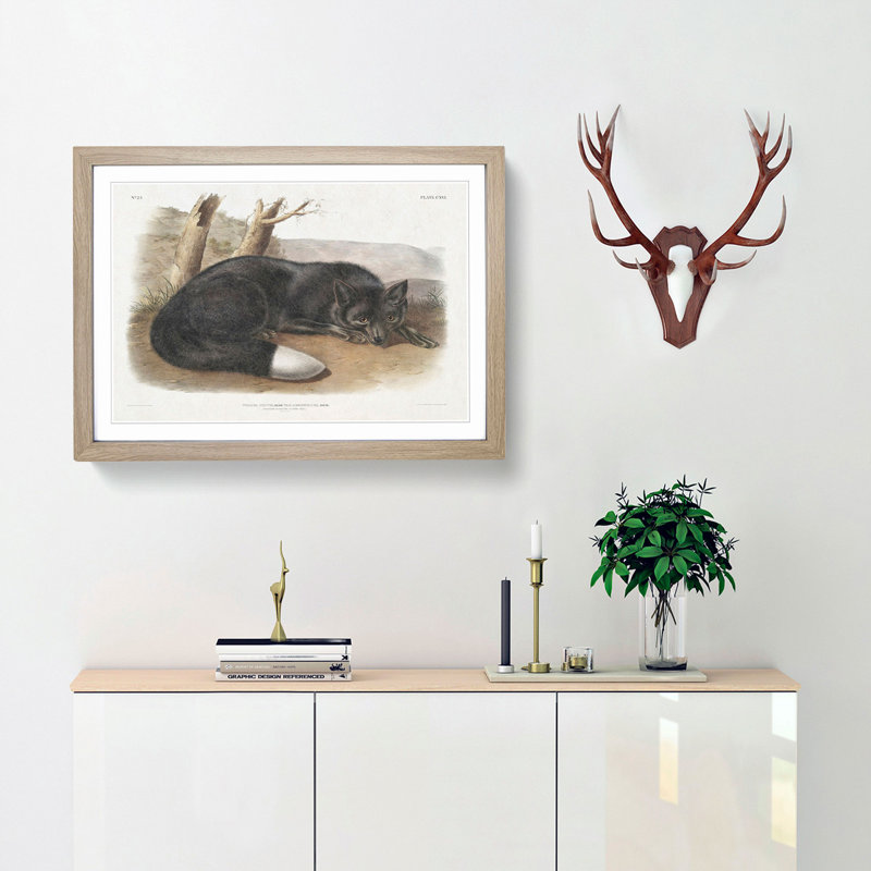 American Black Fox by J.W. Audubon - Single Picture Frame Painting, 45cm H x 63cm W x 2cm D, Oak Framed