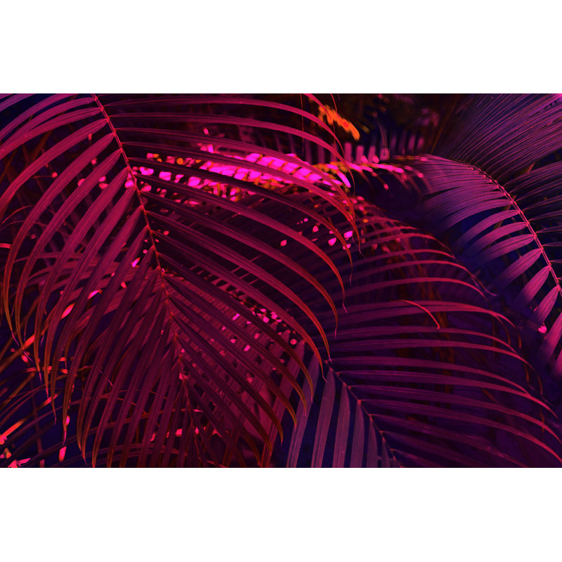 «Palm Leaves in Neon Lighting» - Photographie sur toile tendue, H 8 po x l 12 po
