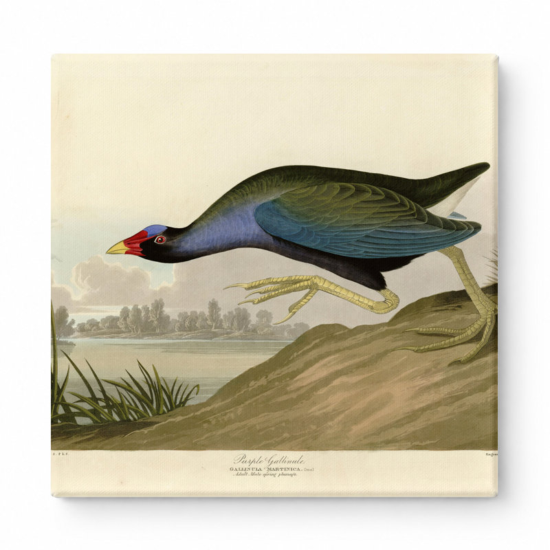 Gallinule mauve (plaque CCV) - art mural carré sur toile, L 12 po x H 12 po
