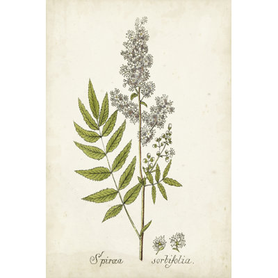 Herbe antique botanique III