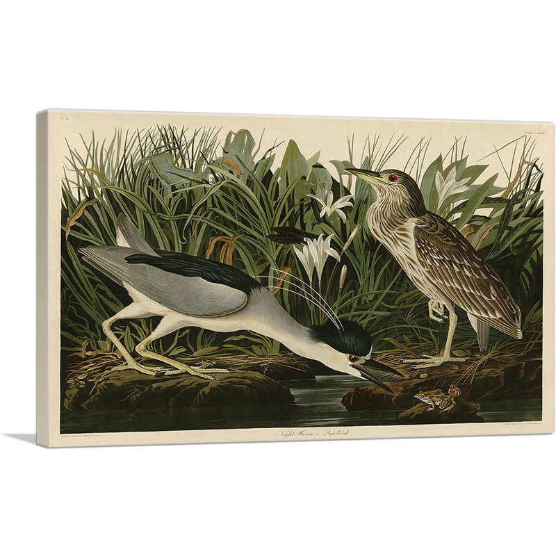 «Black-Crowned Night-Heron» par James Audubon - impression sur toile tendue, H 18 po x l 26 po x P 1,5 po
