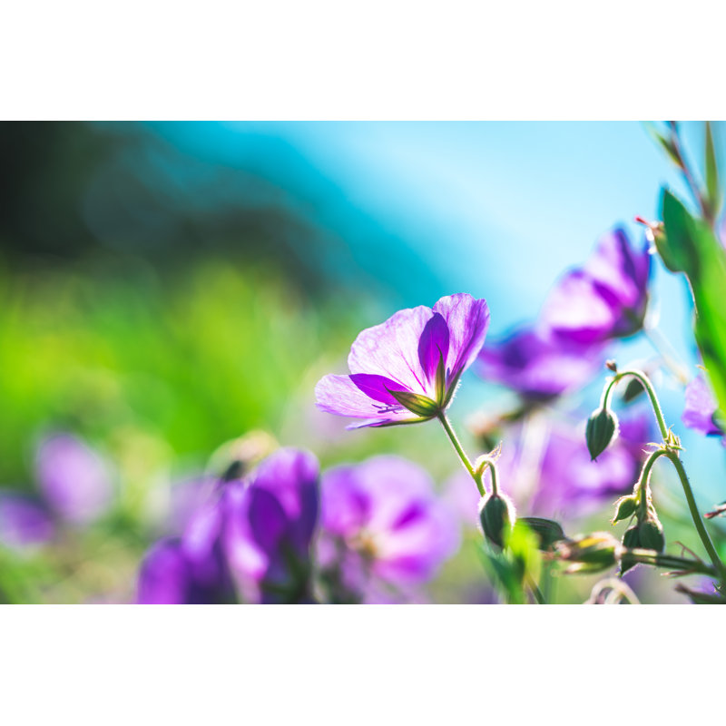 Geranium Wilfordii Flower 1 Piece Wrapped Canvas Wall Art, 61cm H x 91cm W x 3.8cm D
