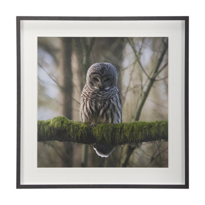 «Forest Owl» par Chad Mackay, reproduction d'art encadrée et texturée encadrée à la main
